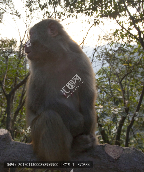 張家界,武陵源,著名景點(diǎn),猴子