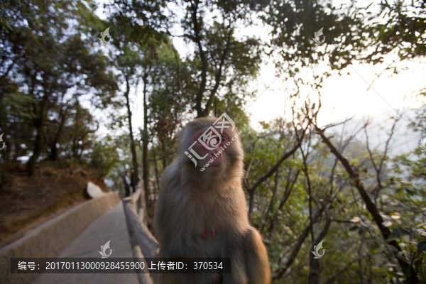 張家界,武陵源,著名景點,猴子