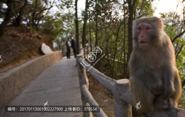 張家界,武陵源,著名景點(diǎn),猴子