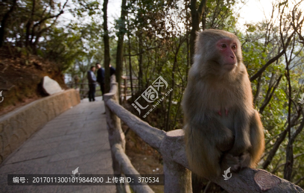 張家界,武陵源,著名景點(diǎn),猴子