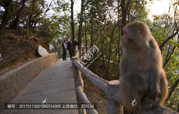 張家界,武陵源,著名景點(diǎn),猴子