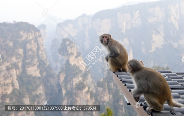 張家界,武陵源,著名景點,猴子