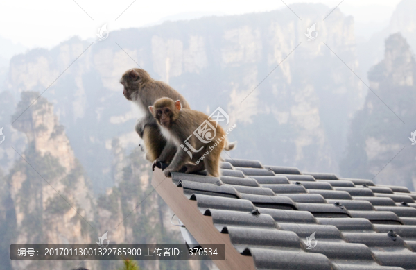張家界,武陵源,著名景點(diǎn),猴子