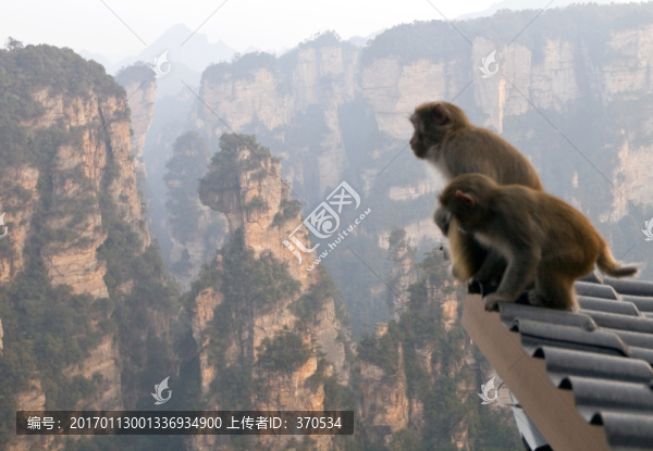 張家界,武陵源,著名景點(diǎn),猴子