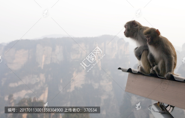 張家界,武陵源,著名景點,猴子