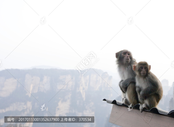 張家界,武陵源,著名景點(diǎn),猴子