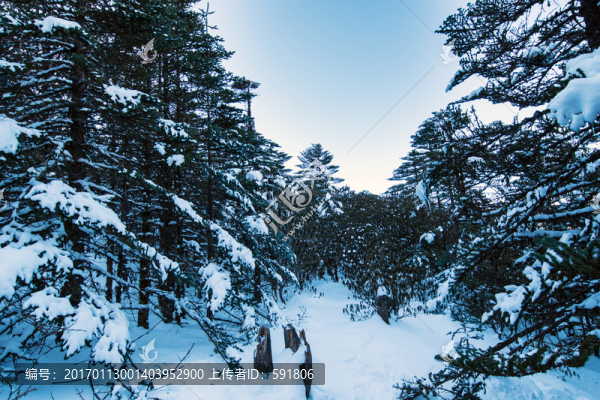 轎子雪山林海雪原風光