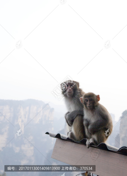 張家界,武陵源,著名景點(diǎn),猴子