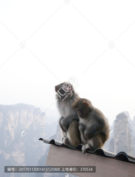 張家界,武陵源,著名景點(diǎn),猴子