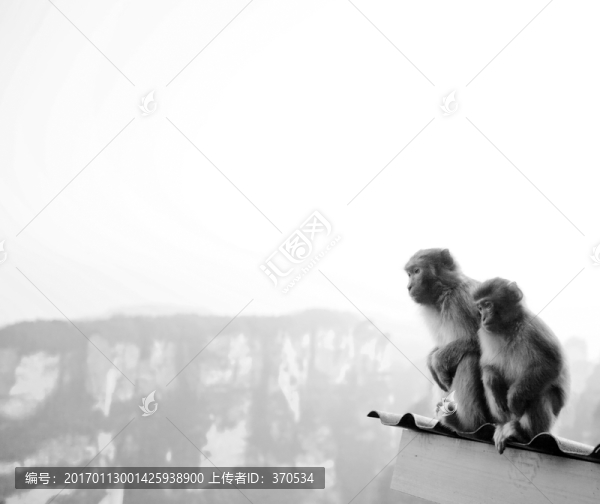 張家界,武陵源,著名景點(diǎn),猴子