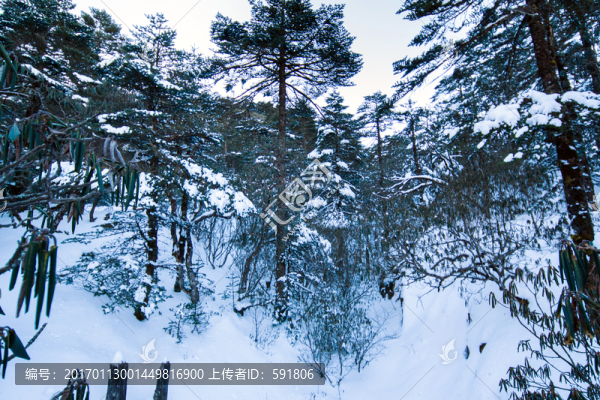 轎子雪山林海雪原風(fēng)光