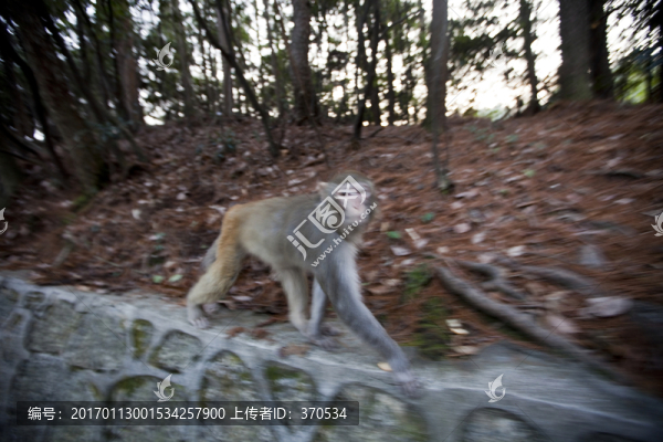 張家界,武陵源,著名景點(diǎn),猴子