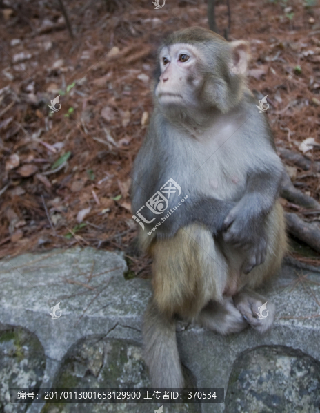 張家界,武陵源,著名景點,猴子