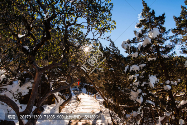 轎子雪山杜鵑林棧道風(fēng)光