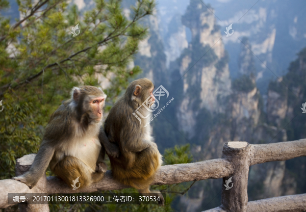 張家界,武陵源,著名景點(diǎn),猴子