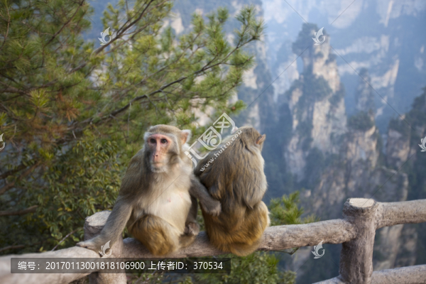 張家界,武陵源,著名景點(diǎn),猴子