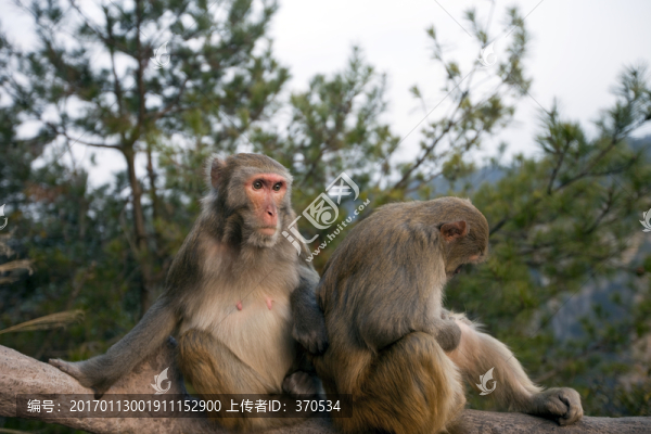 張家界,武陵源,著名景點(diǎn),猴子