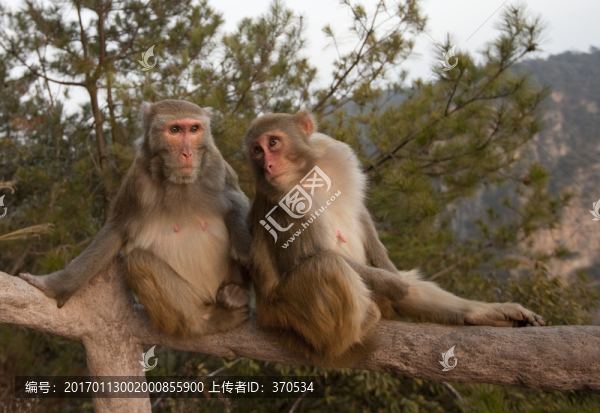 張家界,武陵源,著名景點(diǎn),猴子