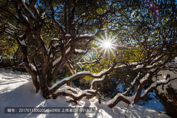 轎子雪山高山杜鵑林風(fēng)光