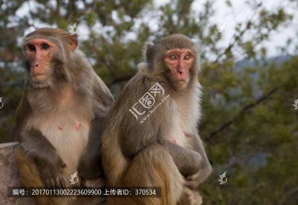 張家界,武陵源,著名景點(diǎn),猴子