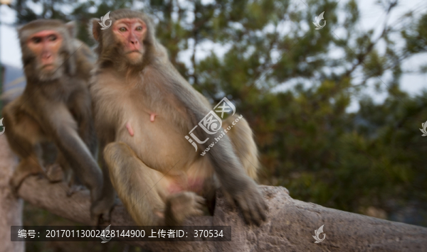 張家界,武陵源,著名景點(diǎn),猴子