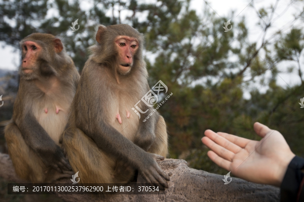 張家界,武陵源,著名景點(diǎn),猴子