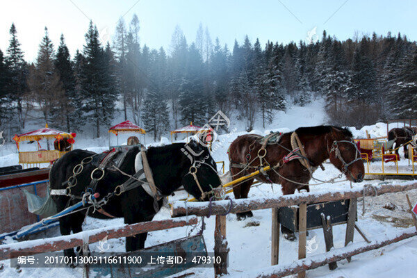 雪鄉(xiāng),雪景,馬