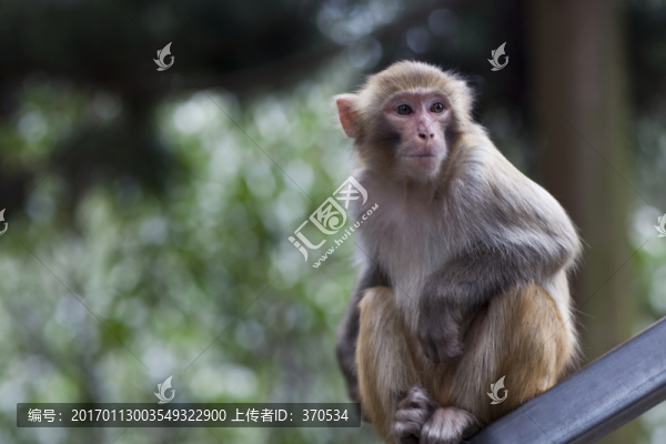 張家界,武陵源,著名景點(diǎn),猴子