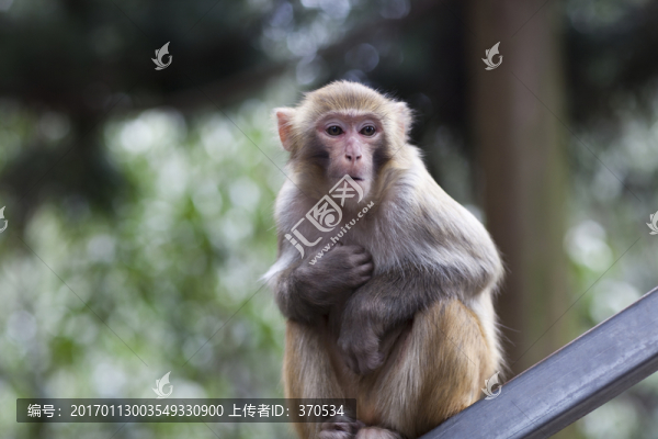 張家界,武陵源,著名景點,猴子