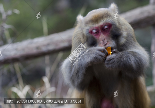 張家界,武陵源,著名景點(diǎn),猴子