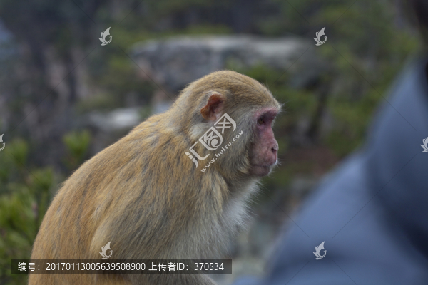 張家界,武陵源,著名景點(diǎn),猴子