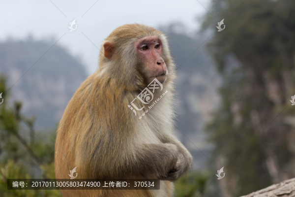 張家界,武陵源,著名景點(diǎn),猴子