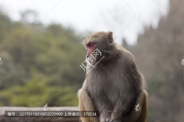 張家界,武陵源,著名景點(diǎn),猴子