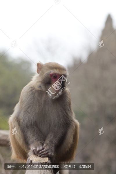 張家界,武陵源,著名景點(diǎn),猴子