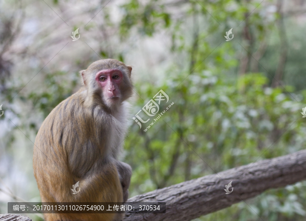 張家界,武陵源,著名景點(diǎn),猴子