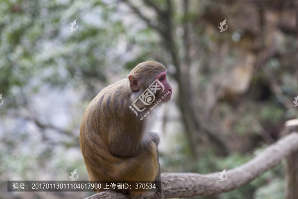 張家界,武陵源,著名景點(diǎn),猴子