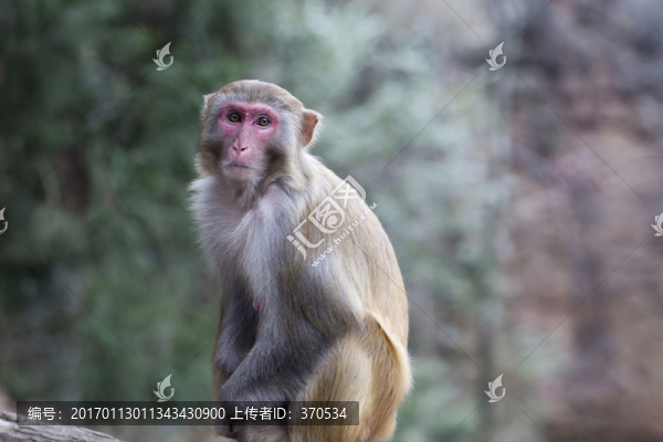 張家界,武陵源,著名景點,猴子