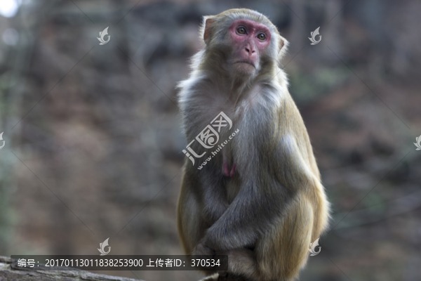 張家界,武陵源,著名景點(diǎn),猴子