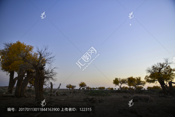 額濟(jì)納胡楊林