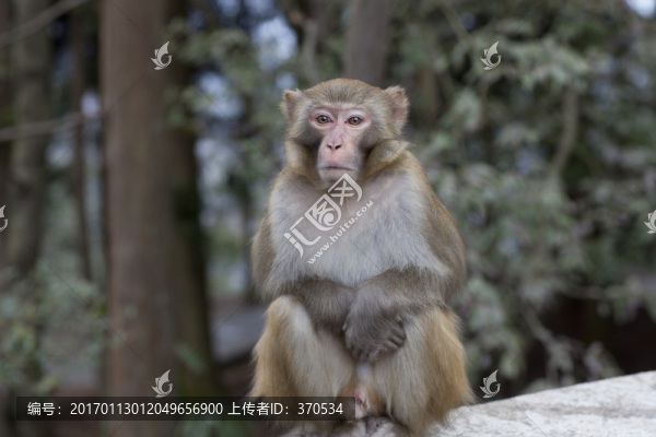張家界,武陵源,著名景點(diǎn),猴子