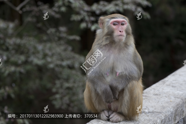 張家界,武陵源,著名景點(diǎn),猴子