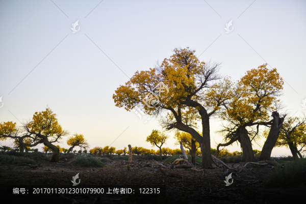 額濟(jì)納胡楊林