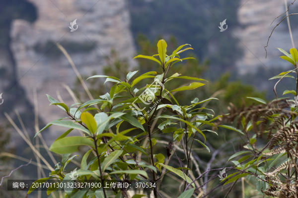 張家界,武陵源,著名景點,旅游