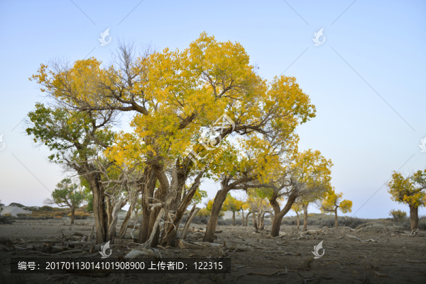 額濟(jì)納胡楊林