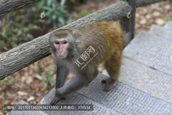 張家界,武陵源,著名景點(diǎn),猴子
