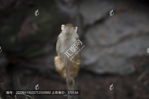 張家界,武陵源,著名景點,猴子