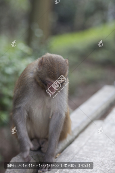 張家界,武陵源,著名景點(diǎn),猴子