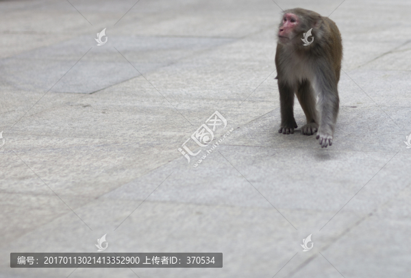 張家界,武陵源,著名景點(diǎn),猴子