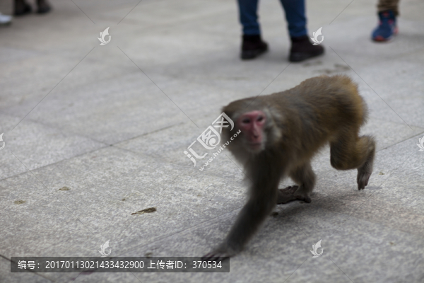 張家界,武陵源,著名景點,猴子