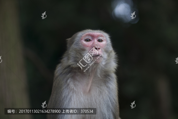張家界,武陵源,著名景點,猴子